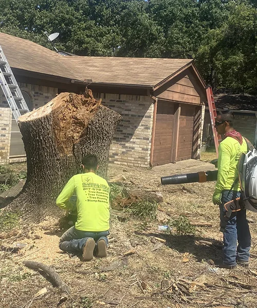 Tree Removal in Pantego 